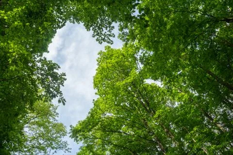 Green leaves tree canopy Stock Photos