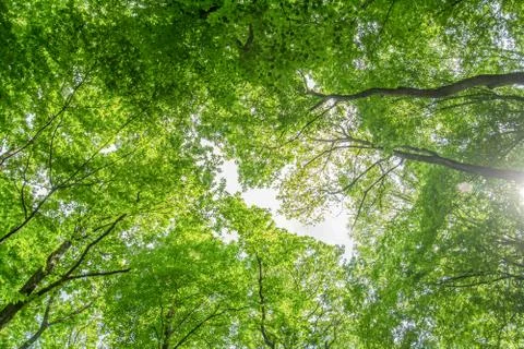 Green leaves tree canopy Stock Photos