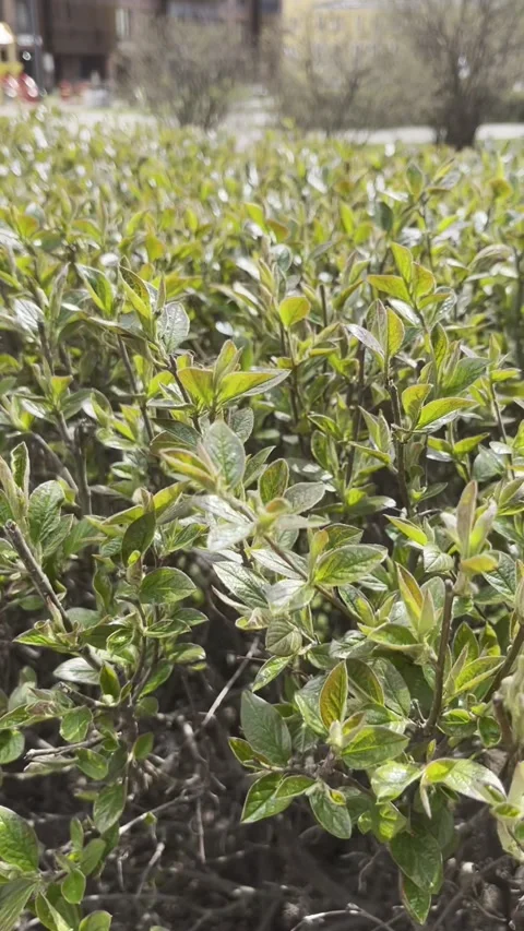 Green leaves on a tree , close-up Stock Footage 273848554