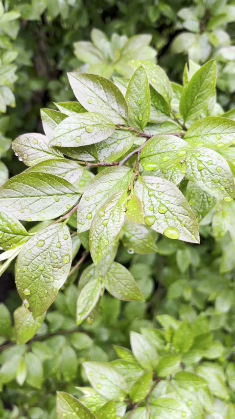 Green leaves on a tree , close-up Stock Footage 273848560