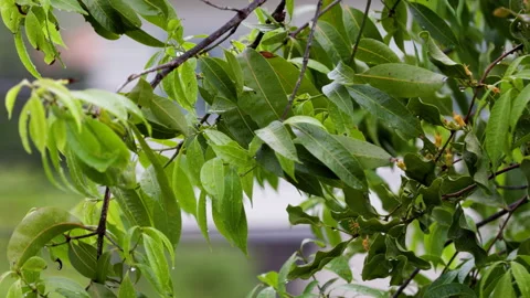 Green leaves of a tree covered with drops after rain. Stock Footage 197374179