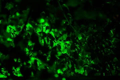 Green leaves on a tree in the dark Stock Photos