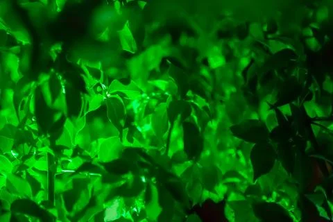 Green leaves on a tree in the dark Stock Photos