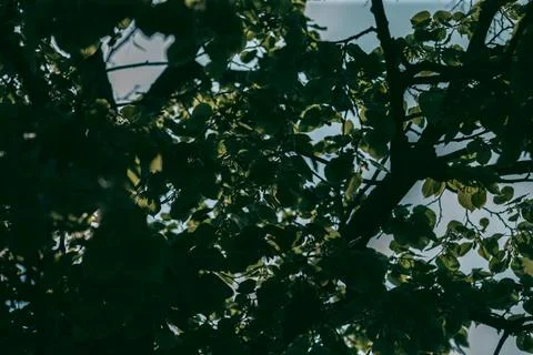 Green leaves of a tree in daylight in spring Stock Photos