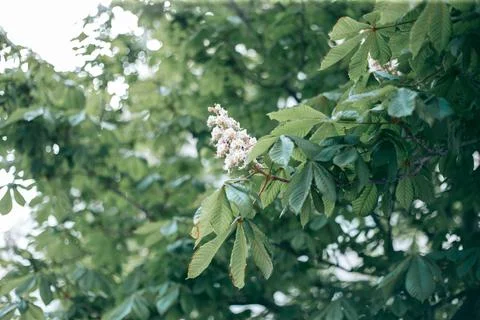 Green leaves of a tree in daylight in spring Stock Photos