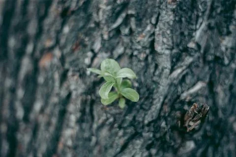 Green leaves of a tree in daylight in spring Stock Photos