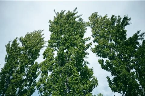 Green leaves of a tree in daylight in spring Stock Photos