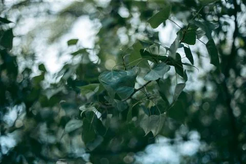 Green leaves of a tree in daylight in spring Stock Photos