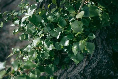 Green leaves of a tree in daylight in spring Stock Photos