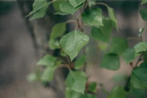 Green leaves of a tree in daylight in spring Stock Photos