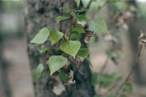 Green leaves of a tree in daylight in spring Stock Photos
