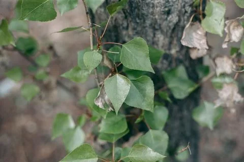 Green leaves of a tree in daylight in spring Stock Photos