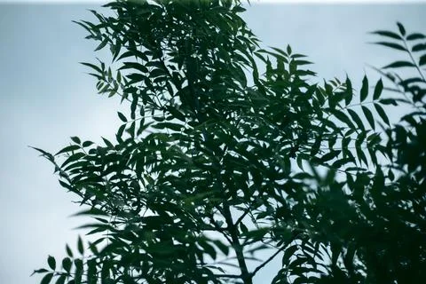 Green leaves of a tree in daylight in spring Stock Photos