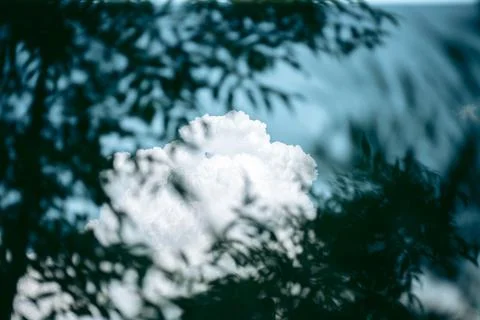 Green leaves of a tree in daylight in spring Stock Photos