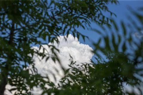 Green leaves of a tree in daylight in spring Stock Photos