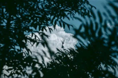 Green leaves of a tree in daylight in spring Stock Photos