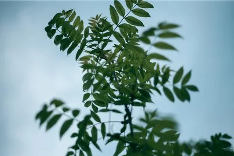 Green leaves of a tree in daylight in spring Stock Photos