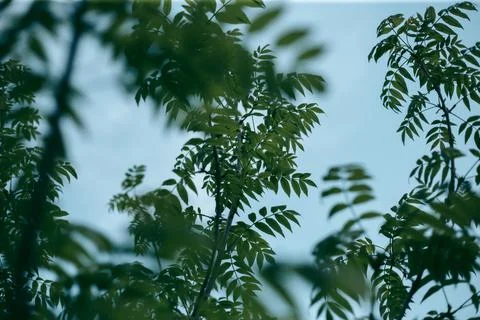 Green leaves of a tree in daylight in spring Stock Photos