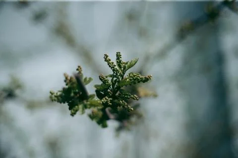Green leaves of a tree in daylight in spring Stock Photos