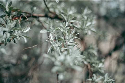 Green leaves of a tree in daylight in spring Stock Photos
