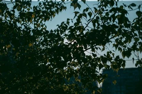 Green leaves of a tree in daylight in spring Stock Photos