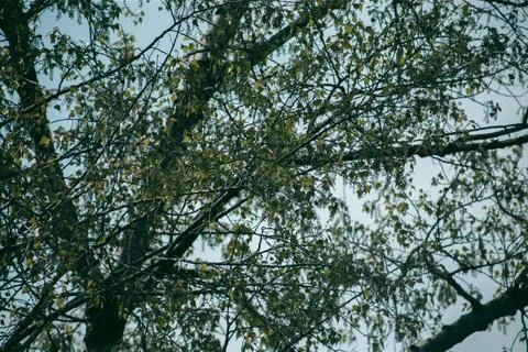 Green leaves of a tree in daylight in spring Stock Photos