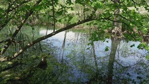 Green leaves on a tree flutter in wind as it grows on a shore of lake Stock Footage 270501295