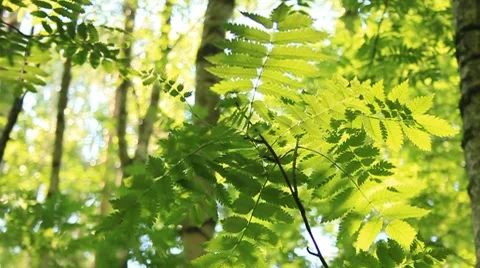 Green leaves tree Stock Footage 7895381