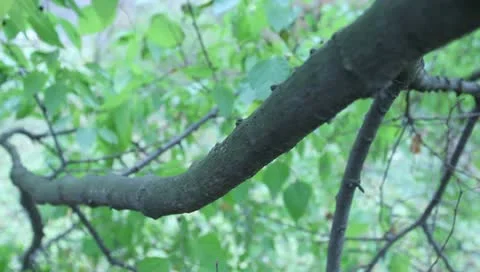Green leaves on the tree 스톡 동영상 11322577