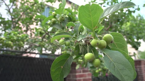 Green leaves on a tree Stock Footage 50375767