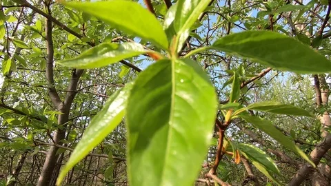 Green leaves on a tree Stock Footage 89407996