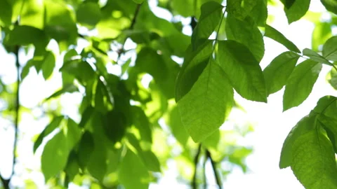 Green leaves of a tree 库存影片 90482967