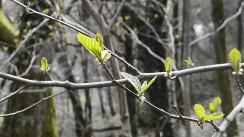 Green leaves on a tree Stock Footage 94202858