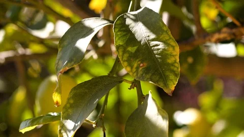 Green leaves on the tree Stock Footage 104934910