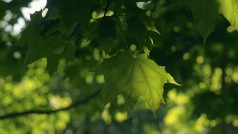 Green leaves on a tree Stock Footage