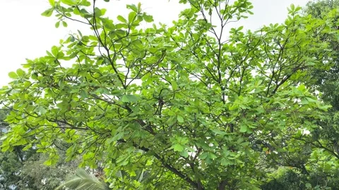 Green leaves on the tree Vídeos de archivo 163753533