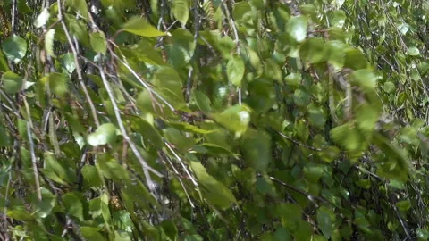 Green leaves of a tree Video stock 201930940