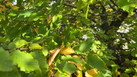 Green leaves of the tree Video stock 220947439