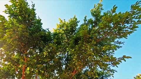Green Leaves Tree 動画素材 236642725