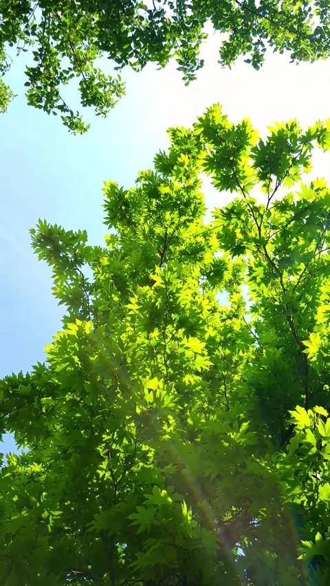 Green Leaves Tree 動画素材 238905559