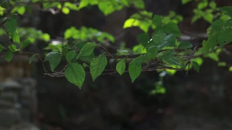 Green leaves on a tree Video stock 310156614