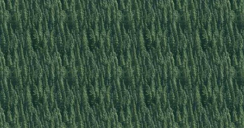 Green leaves tree. Forest background, nature design illustration pattern Stock Illustration