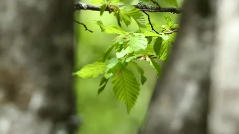 Green leaves on a tree in forest Stock Footage 241590026