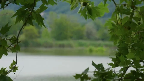 Green leaves tree frame lake handheld static shot Stock Footage 343374495
