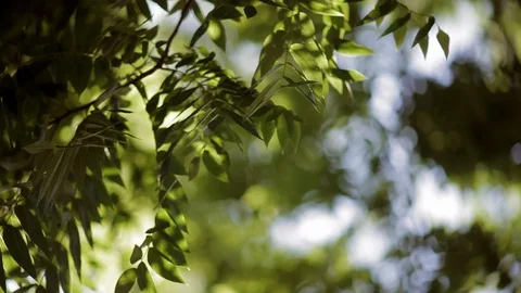 Green leaves of a tree gently blowing in the wind on a sunny day. Stock Footage 88342054