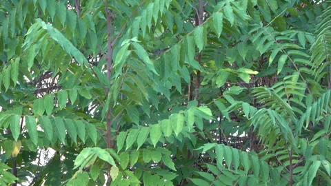 Green leaves of the tree of heaven Stock Footage 264778355