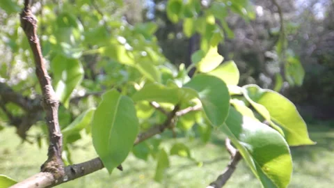 The green leaves of the tree in the lawn yard Видео 138610036