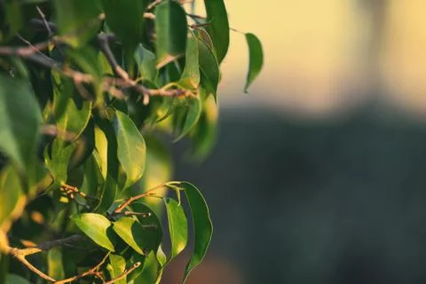 Green leaves tree lemon Fotos de archivo