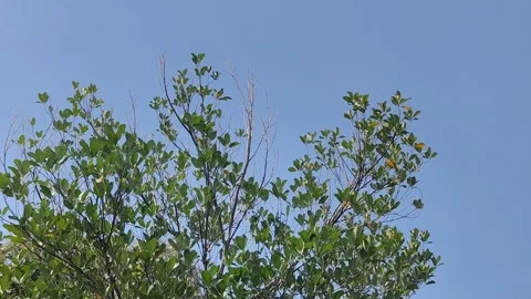 Green leaves on a tree moving Stock Footage 290163459