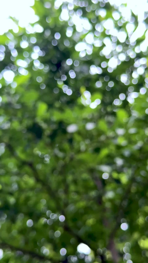 Green leaves of a tree with natural sunlight bokeh shimmering in the backgrou Vídeos de archivo 337788558